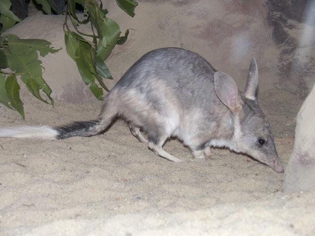 Bilby