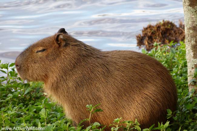 Capybara