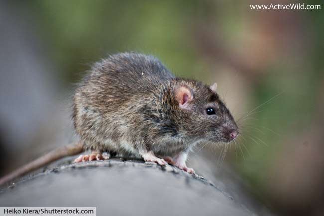 Brown Rat