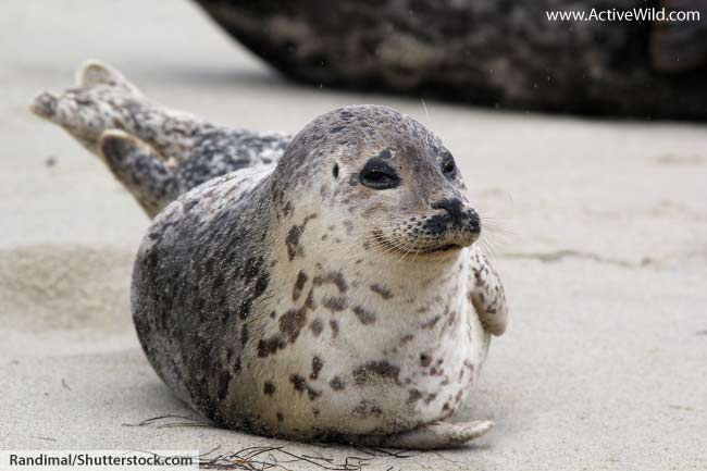 Harbor Seal