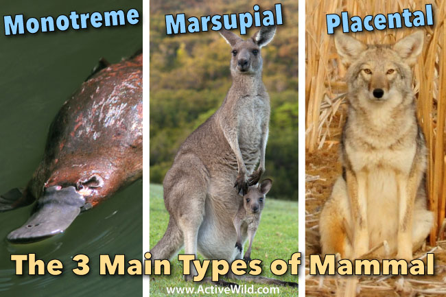 Mammals