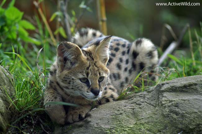 Serval