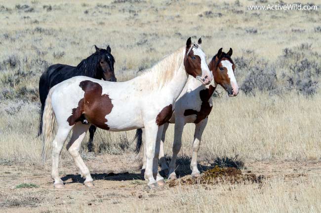 Wild Horses