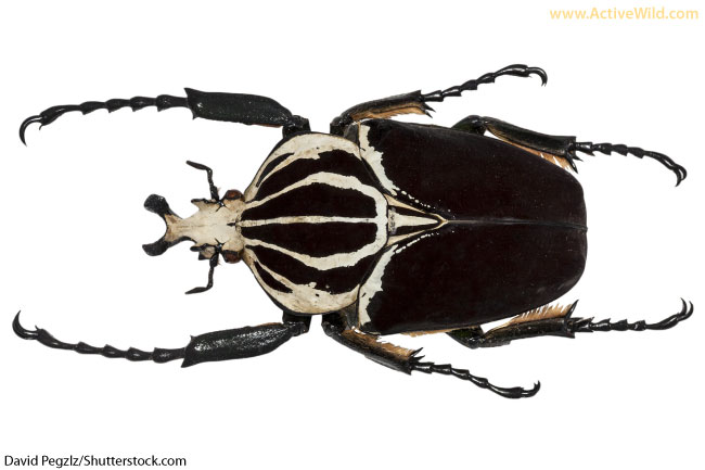 goliath beetle