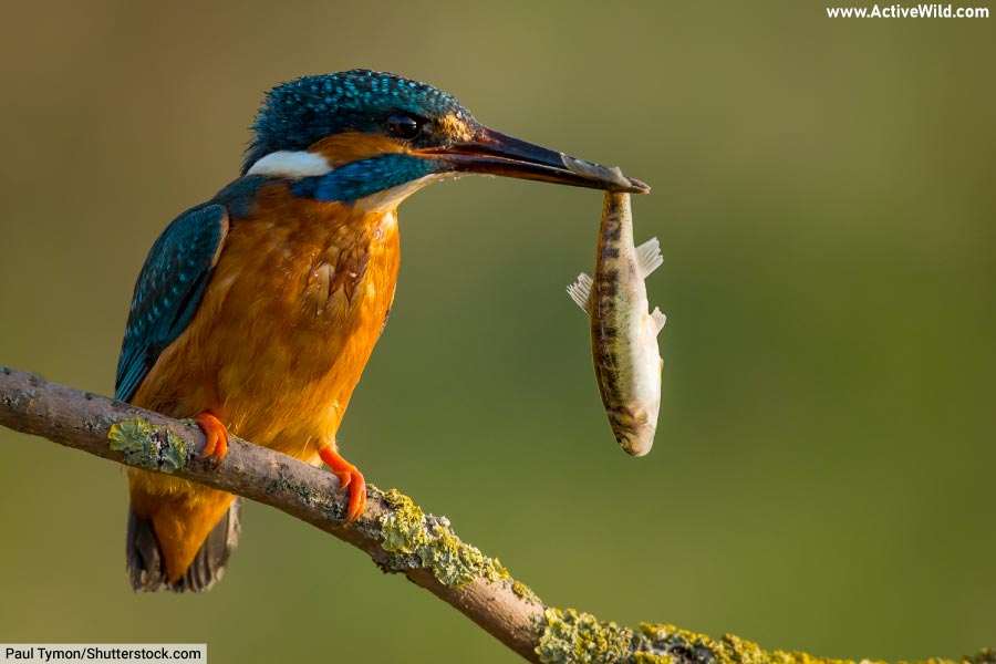 Kingfisher