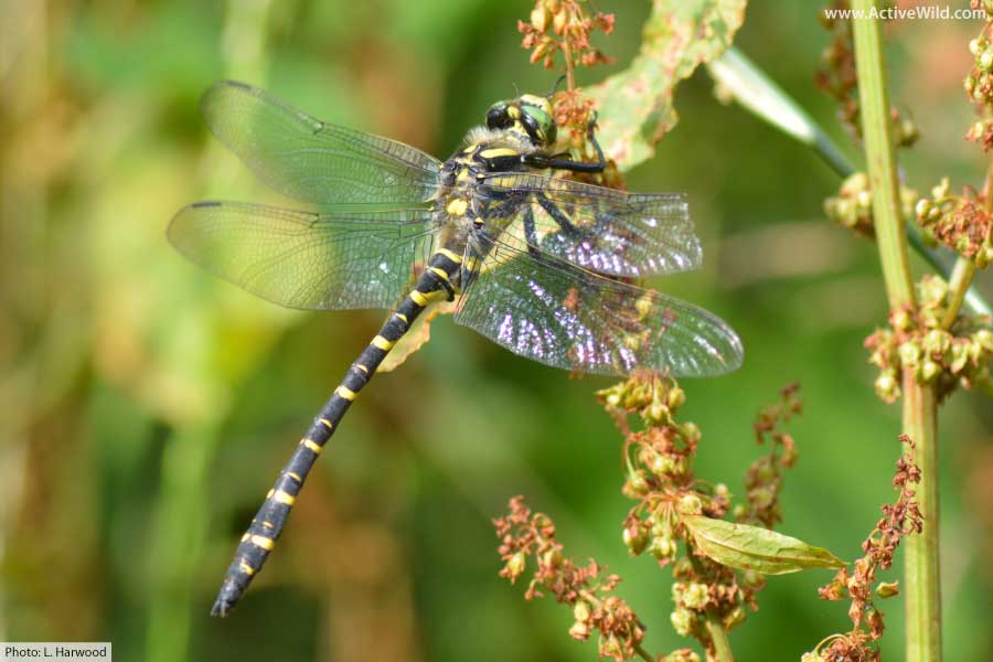 Dragonfly