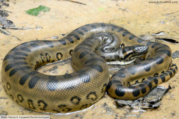 Green Anaconda