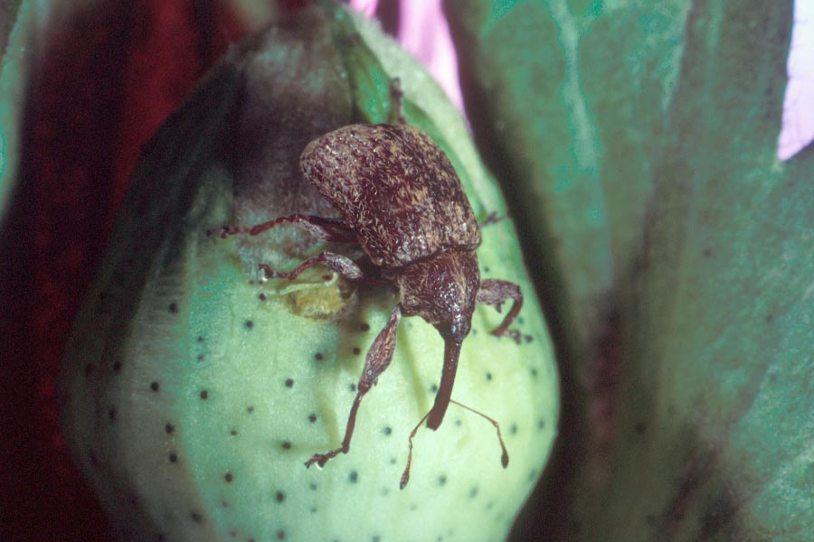 boll weevil