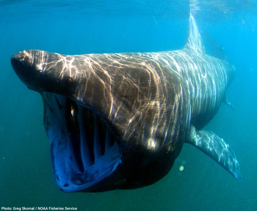 Basking shark