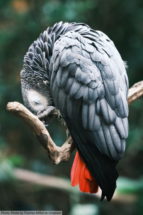 Grey Parrot