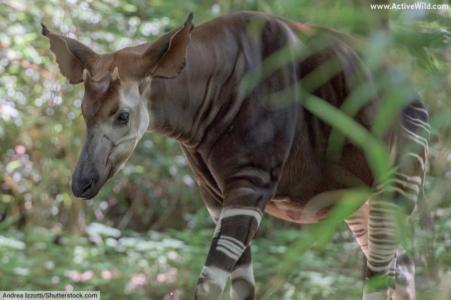 Okapi