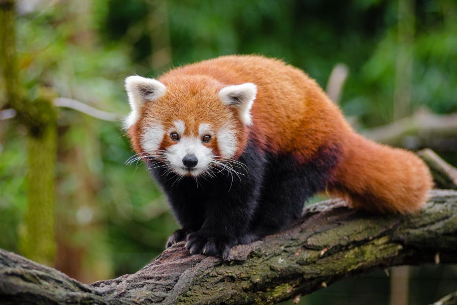 Red Panda