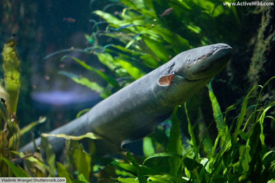 Electric eel