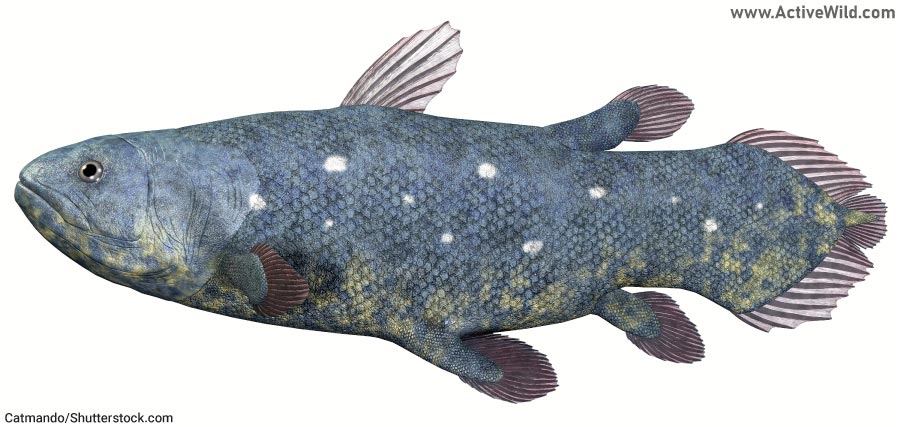 Coelacanth