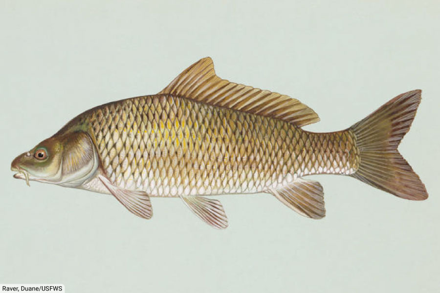 Common Carp