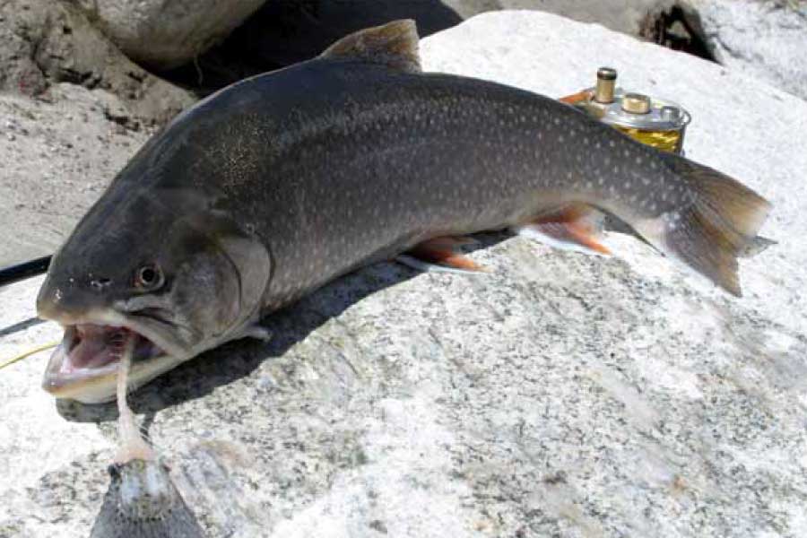 Arctic Char