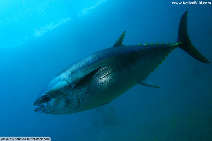 Bluefin Tuna