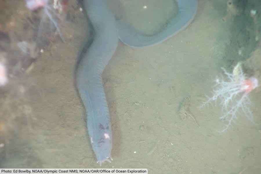 Hagfish