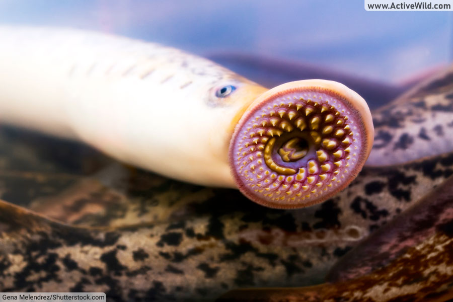 Lamprey