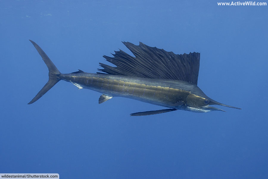 Sailfish