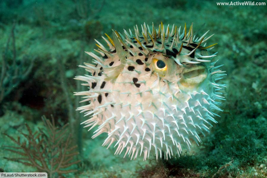 Pufferfish