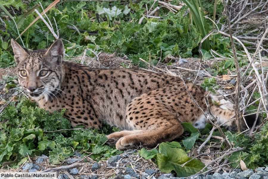 Iberian Lynx