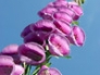 Foxglove