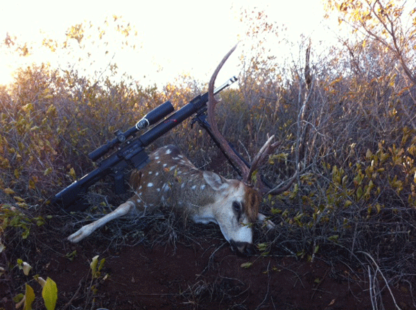 Buck taken with Custom ar-10 300 wsm semi