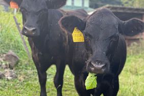 Two Black Angus beef steers on pasture