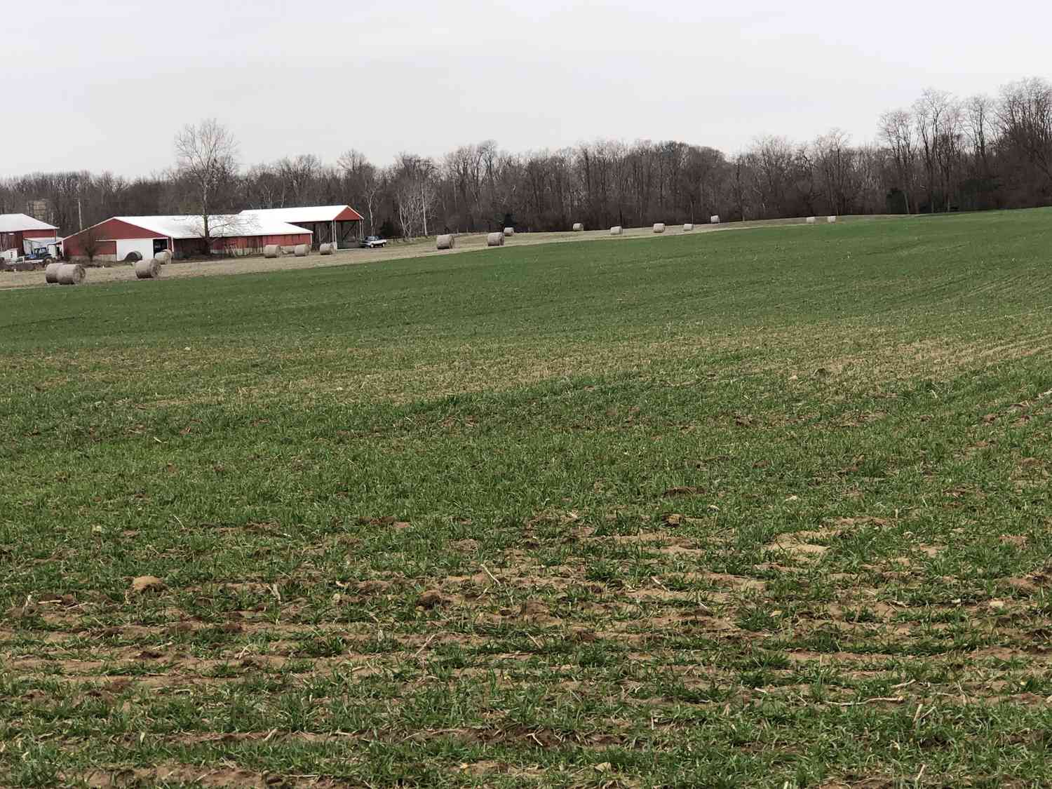 Winter wheat crop outside Eaton, Ohio