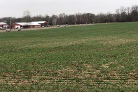 Winter wheat crop outside Eaton, Ohio