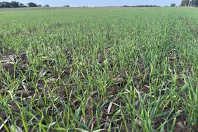 A field of young, green winter wheat in early November