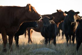 10_22_18_RohrbachGrasslands_023