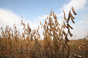 Grain Soybeans Ready to Harvest, Worthington, Minnesota, October 2013