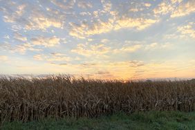 a mature cornfield with the sunset on the horizon