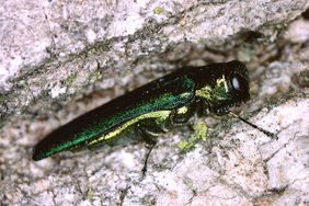 The emerald ash borer (Agrilus planipennis) attacks ash trees