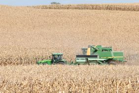 Harvesting-Corn