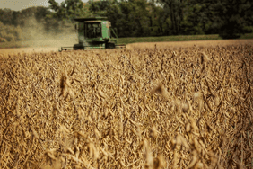 Soybean Harvest in East Central Missouri