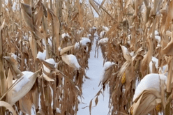 Snow-on-corn-Lee-Lubbers