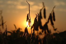 SoybeanHarvestSunset-CloseUp