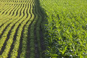 soybean-corn-field