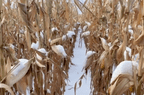 Snow-on-corn-Lee-Lubbers