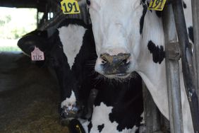 Holsteins cows eating forages