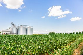 Grain storage behind a field of green soybeans