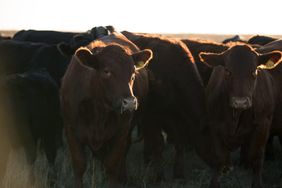 Cattle herd