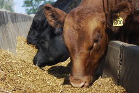 cattle-feed