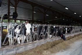 Dairy cows eating at Freunds farm