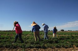 farmworkers-in-the-field