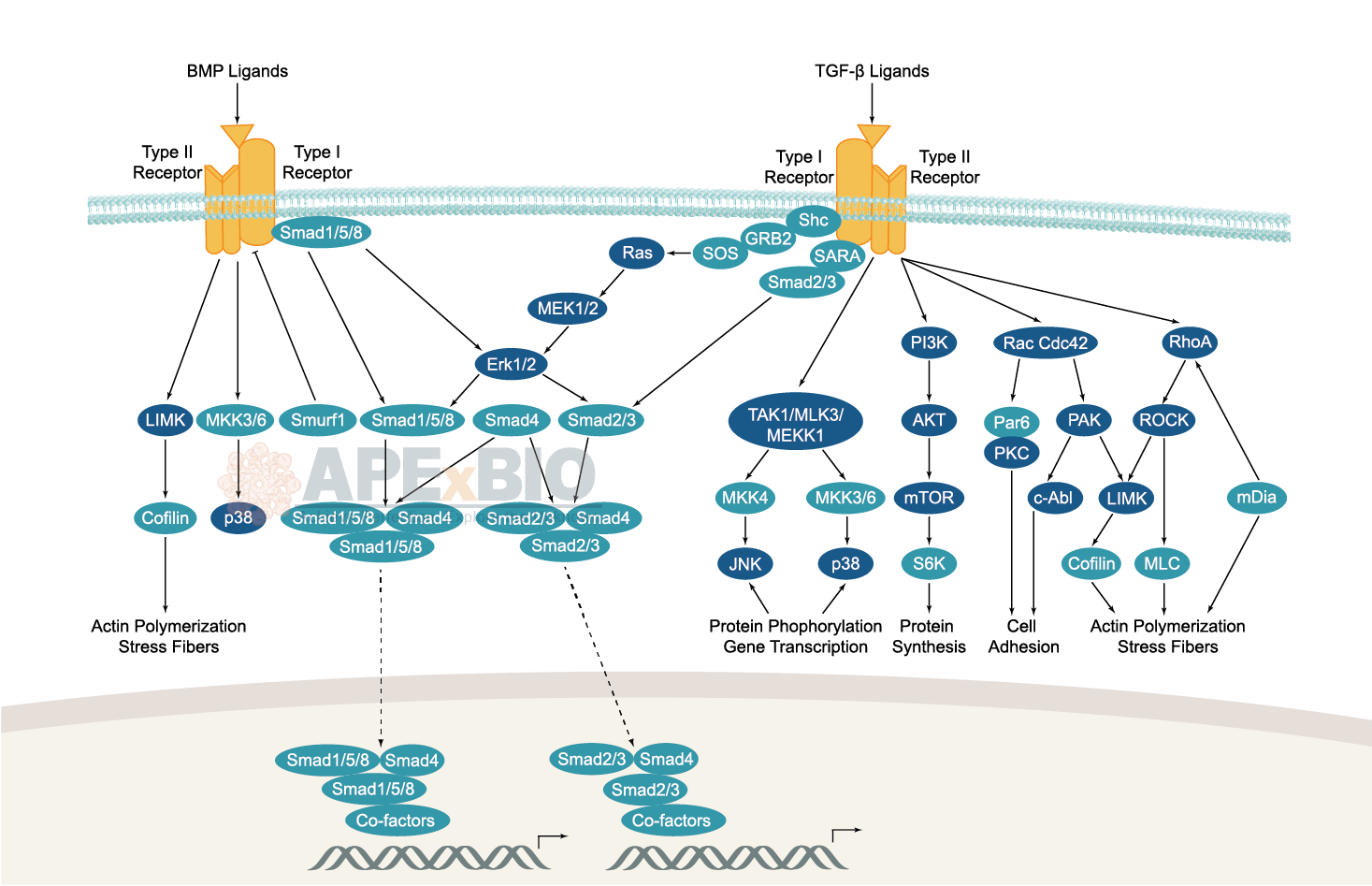 SMAD Signaling Pathway