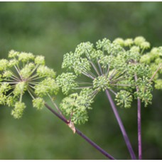 H2O  Angelica Root Essential Oil (India)